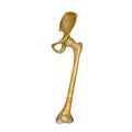 Femur_Left Royalty Free Stock Photo